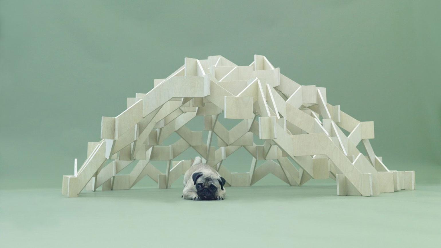 Архитектура для собак 1